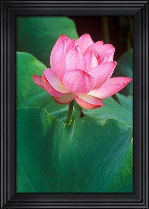 Framed Ohga Lotus, Sankei-en Garden, Yokohama, Japan Print