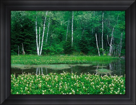 Framed Mitsugashiwa, Norikura, Nagano, Japan Print