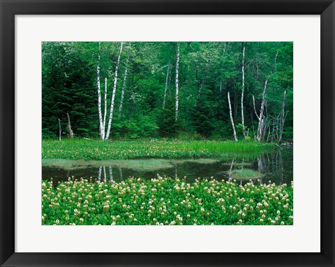 Framed Mitsugashiwa, Norikura, Nagano, Japan Print