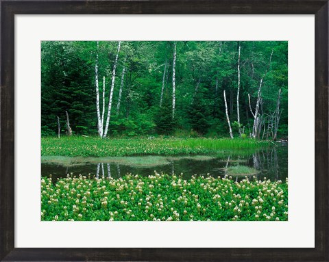 Framed Mitsugashiwa, Norikura, Nagano, Japan Print