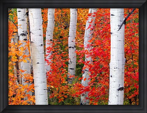 Framed Aspens and Maples Print