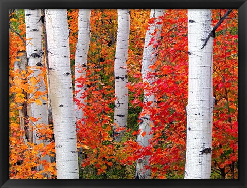 Framed Aspens and Maples Print