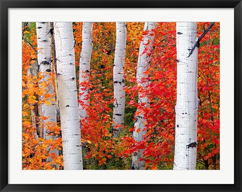 Framed Aspens and Maples Print