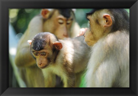 Framed Southern Pig-Tailed Macaque, Sepilok, Borneo, Malaysia Print