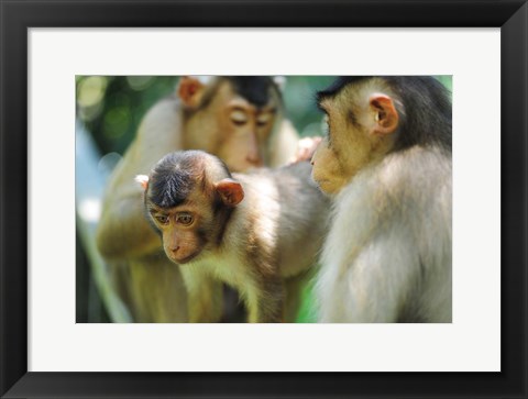 Framed Southern Pig-Tailed Macaque, Sepilok, Borneo, Malaysia Print