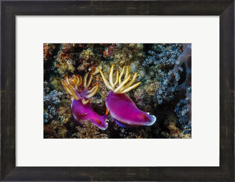 Framed Pair of Nudibranch Kapalai Island, Malaysia Print