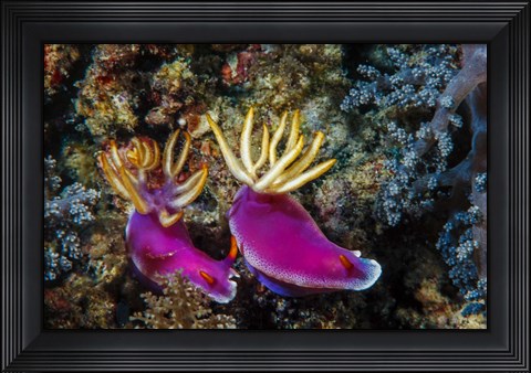 Framed Pair of Nudibranch Kapalai Island, Malaysia Print