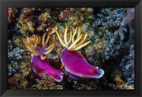 Framed Pair of Nudibranch Kapalai Island, Malaysia Print