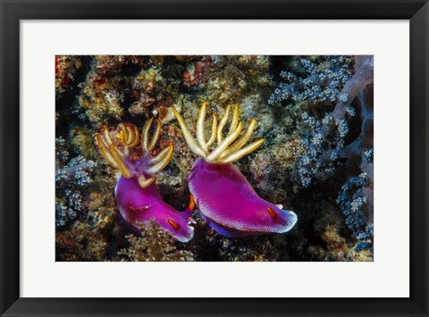 Framed Pair of Nudibranch Kapalai Island, Malaysia Print