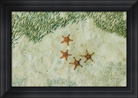 Framed Four Knobby Sea Stars and Small Fish, Kapalai, Malaysia Print