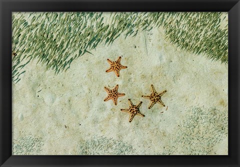 Framed Four Knobby Sea Stars and Small Fish, Kapalai, Malaysia Print