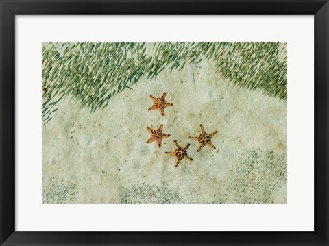 Framed Four Knobby Sea Stars and Small Fish, Kapalai, Malaysia Print