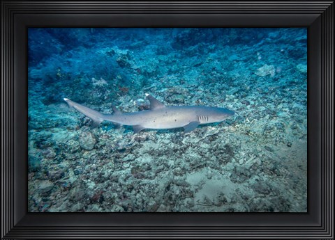 Framed WhiteTip Reef Shark, Malaysia Print