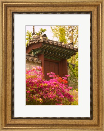 Framed Azaleas, The Deoksugung Palace Complex, Seoul, South Korea Print
