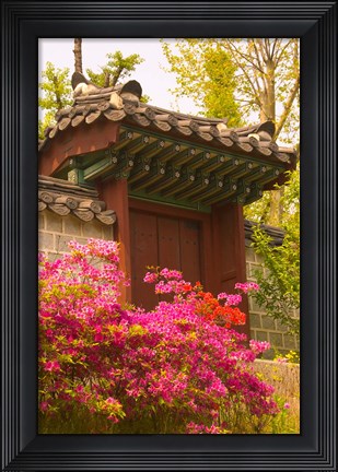 Framed Azaleas, The Deoksugung Palace Complex, Seoul, South Korea Print
