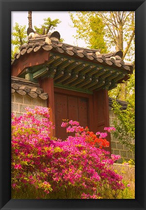 Framed Azaleas, The Deoksugung Palace Complex, Seoul, South Korea Print