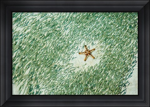 Framed Marine Life, Knobly Sea Star andFish, Sipadan, Malaysia Print