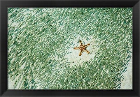 Framed Marine Life, Knobly Sea Star andFish, Sipadan, Malaysia Print