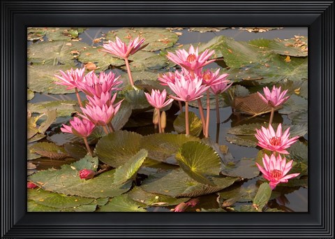 Framed Pink Lotus Flower in the Morning Light, Thailand Print