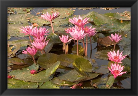 Framed Pink Lotus Flower in the Morning Light, Thailand Print