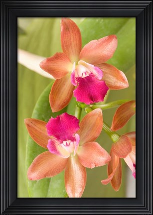 Framed Orchid Blooms in the Spring, Thailand Print