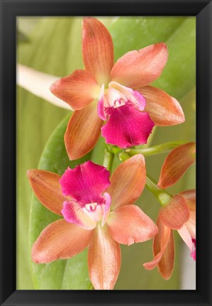 Framed Orchid Blooms in the Spring, Thailand Print