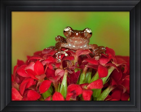 Framed Borneo Cinnamon Tree Frog on red flowers Print