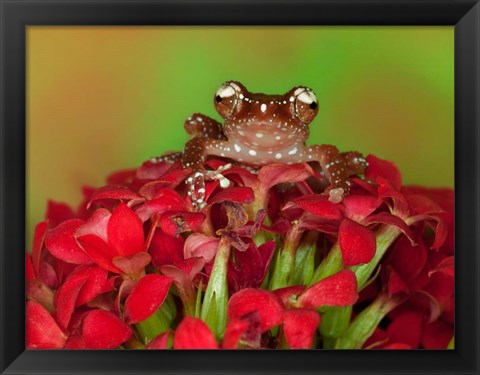 Framed Borneo Cinnamon Tree Frog on red flowers Print