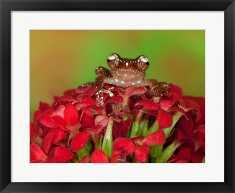 Framed Borneo Cinnamon Tree Frog on red flowers Print