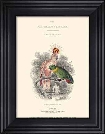 Framed Naturalist&#39;s Library II Print