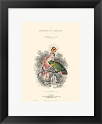 Framed Naturalist&#39;s Library II Print