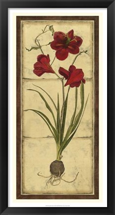 Framed Amaryllis Panel I Print