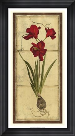 Framed Amaryllis Panel II Print