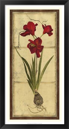 Framed Amaryllis Panel II Print