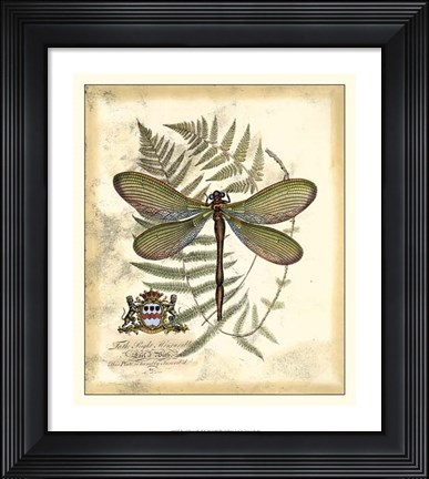 Framed Regal Dragonfly II Print