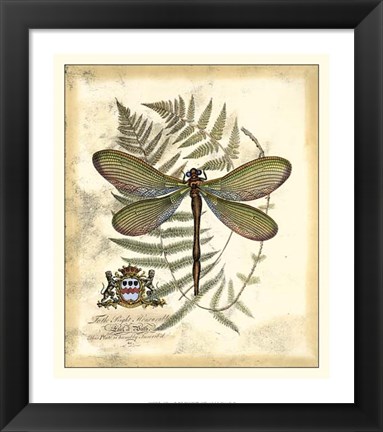 Framed Regal Dragonfly II Print