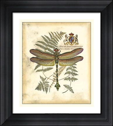 Framed Regal Dragonfly III Print