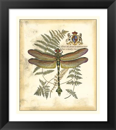 Framed Regal Dragonfly III Print
