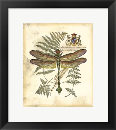 Framed Regal Dragonfly III Print