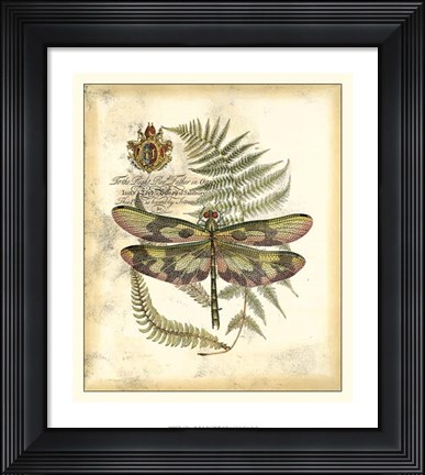 Framed Regal Dragonfly IV Print