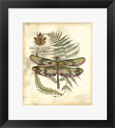 Framed Regal Dragonfly IV Print