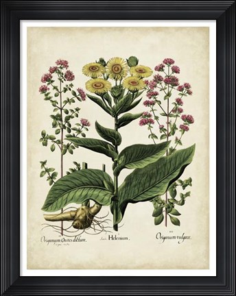 Framed Besler Florilegium I Print