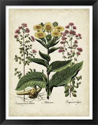 Framed Besler Florilegium I Print