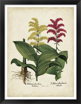 Framed Besler Florilegium II Print