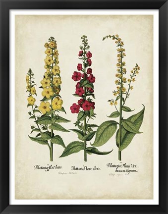 Framed Besler Florilegium III Print