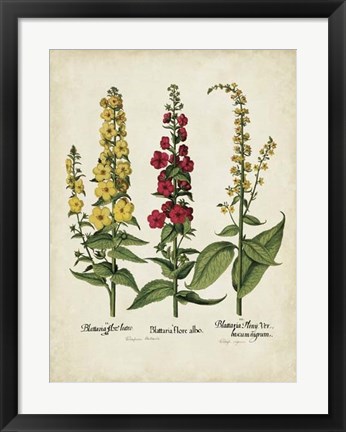 Framed Besler Florilegium III Print