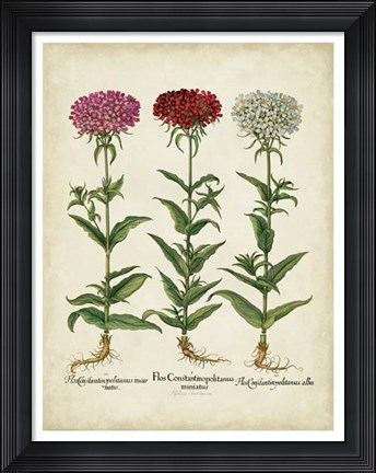 Framed Besler Florilegium IV Print