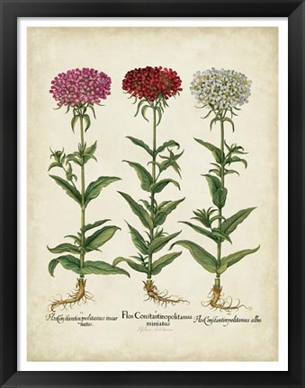 Framed Besler Florilegium IV Print