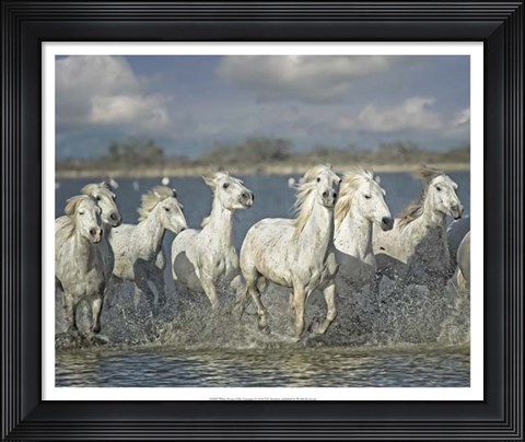 Framed White Horses of the Camargue Print