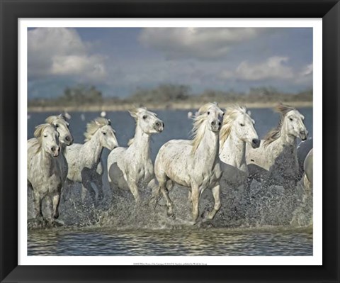 Framed White Horses of the Camargue Print